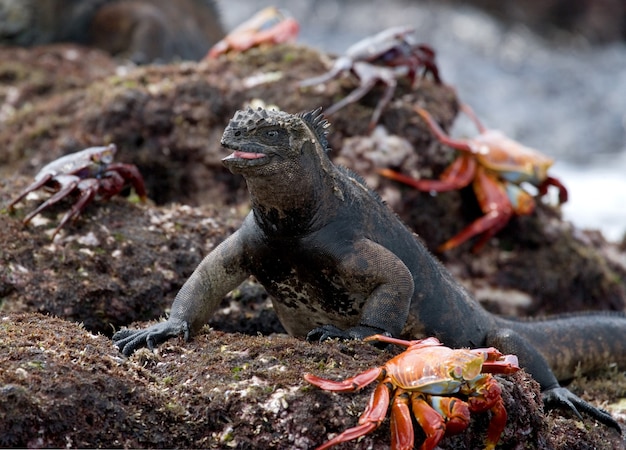 Iguana marina está sentada sobre una roca rodeada de cangrejos rojos