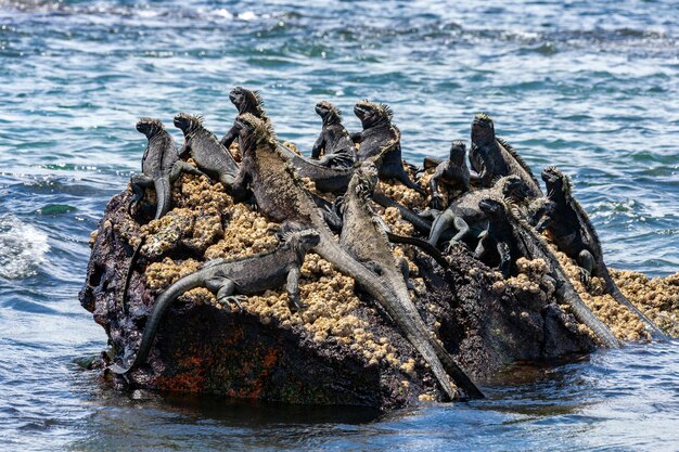 Iguana marina de Galápagos Islas Galápagos