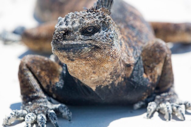 Iguana marina en las islas Galápagos