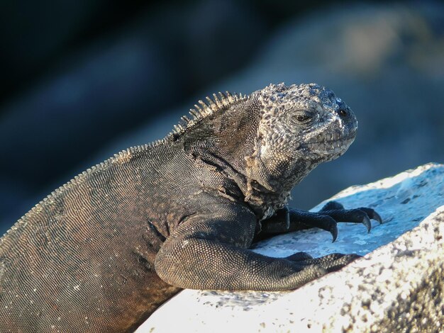 Iguana marina