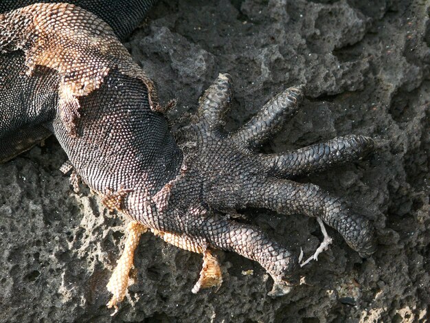 Foto iguana marina