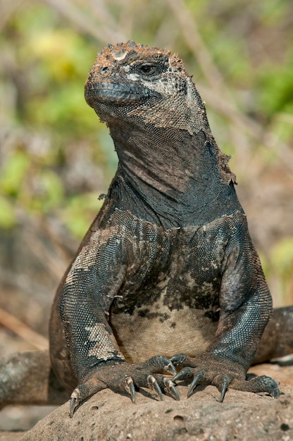 Iguana marinha (cristatus Amblyrhynchus), ilha de Santa Cruz, Ilhas Galápagos