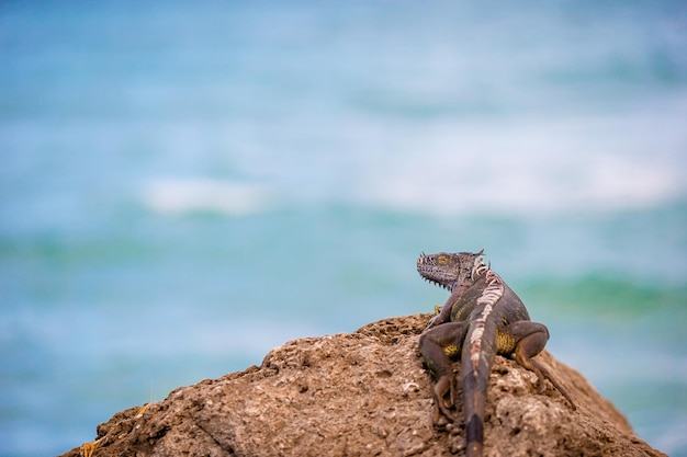 Iguana marinha descansando na praia rochosa e olhando para longe