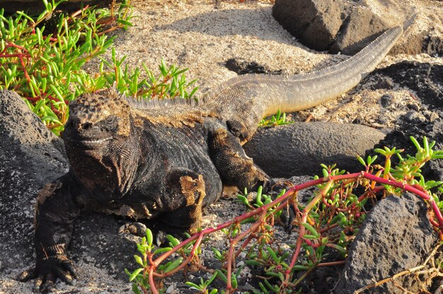 Iguana-marinha