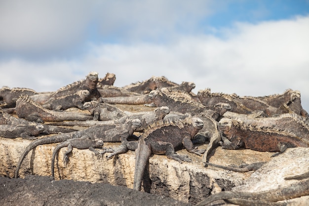 Foto iguana marinha