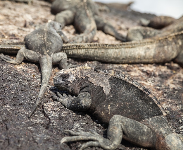 iguana marinha