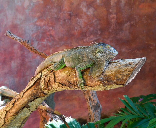 Iguana mexicana em um tronco de árvore