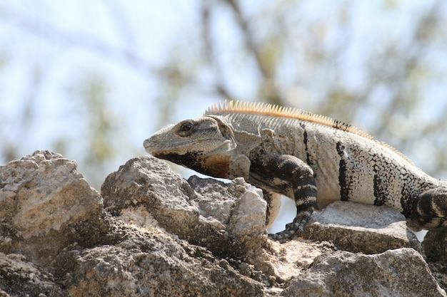 Foto iguana mexicana tomando el sol sobre unas rocas