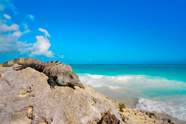 Iguana mexicana en Tulum en Riviera Maya