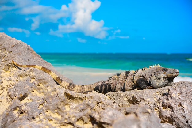 Iguana mexicana en Tulum en Riviera Maya