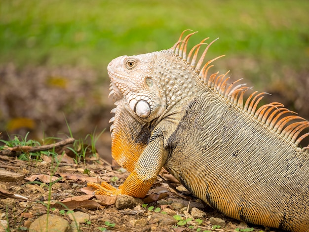 Iguana mirando a la hierba marrón