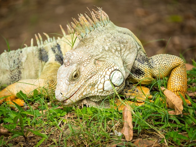 Iguana mirando a la hierba