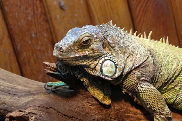 Iguana na natureza