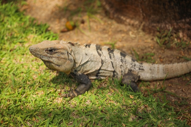 Una iguana negra está sobre la hierba bajo el sol.