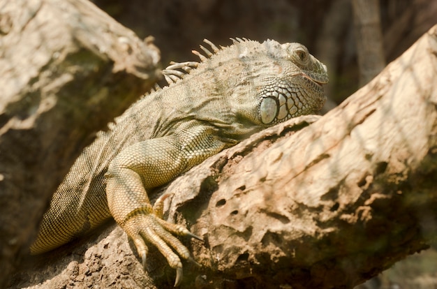 Iguana no zoológico aberto, Tailândia