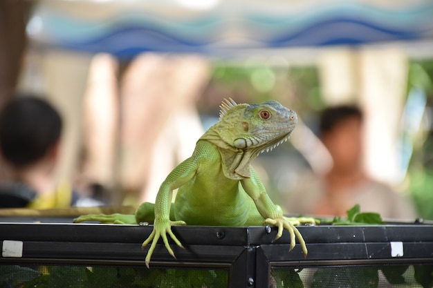 Iguana de pie