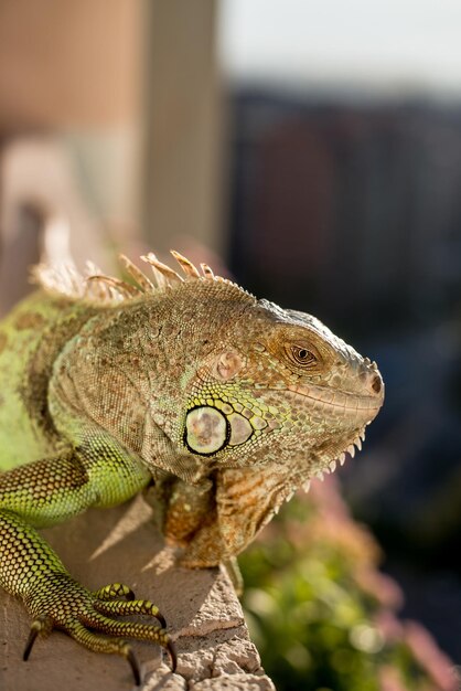 iguana posando al sol y relajándose