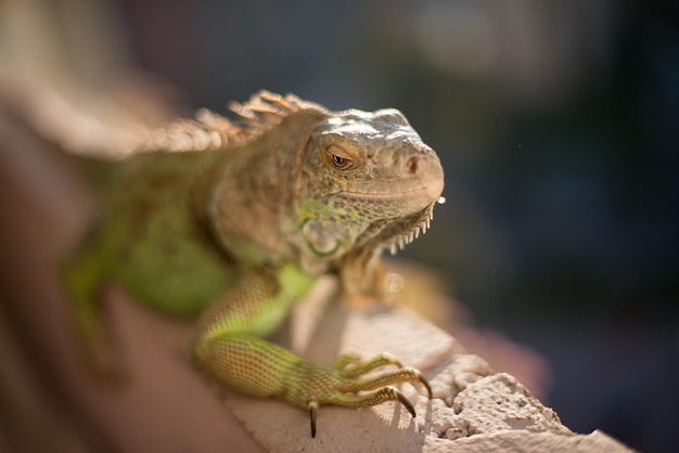 iguana posando ao sol e relaxando