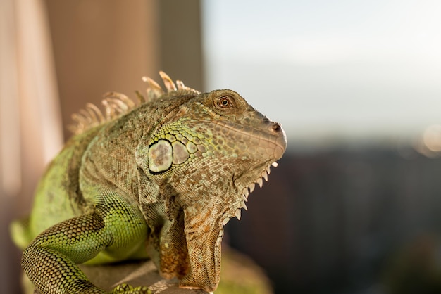 iguana posando ao sol e relaxando