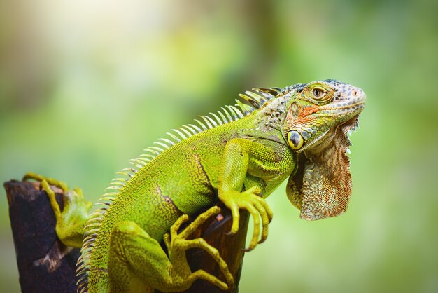 iguana en ramitas en jardín tropical