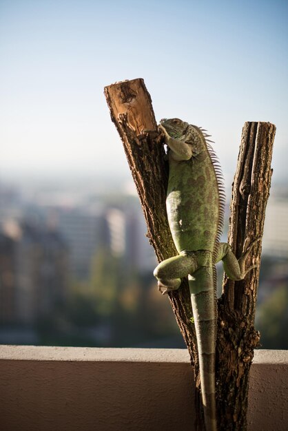 Iguana rastejando em um pedaço de madeira e posando