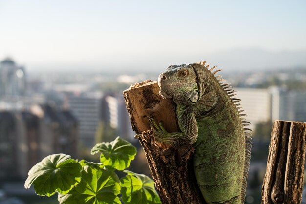 iguana rastejando em um pedaço de madeira e posando