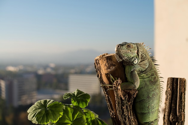 iguana rastejando em um pedaço de madeira e posando