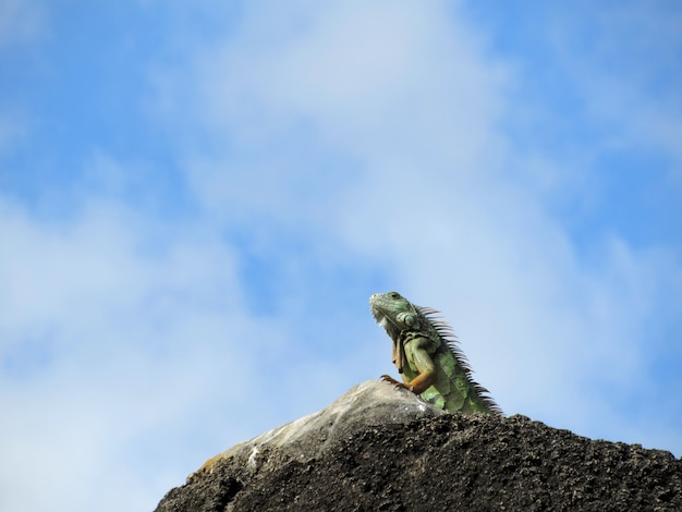 Iguana real