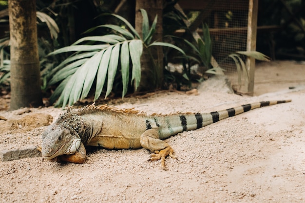 Una iguana en una reserva en la isla de Mauricio, una iguana lagarto grande en un parque en la isla de Mauricio.