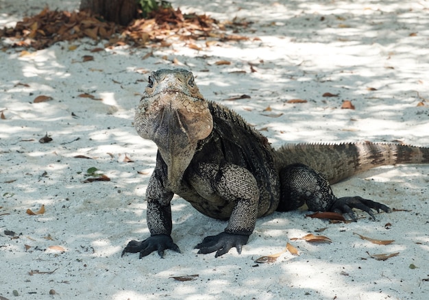 Iguana, retrato de gran lagarto en la arena, la isla Cayo Blanco en Cuba