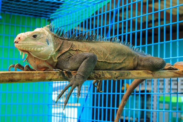 Foto iguana rinoceronte