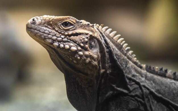 Iguana de roca cubana