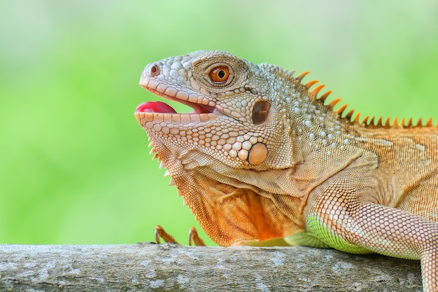 Iguana roja en árbol en jardín tropical