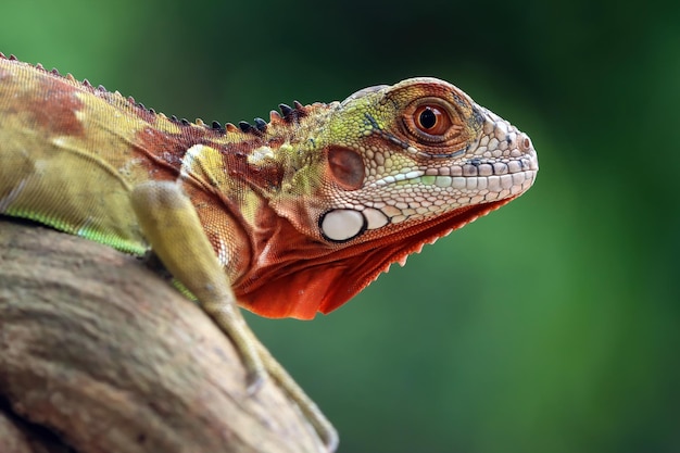 Iguana roja closeup en rama con fondo natural