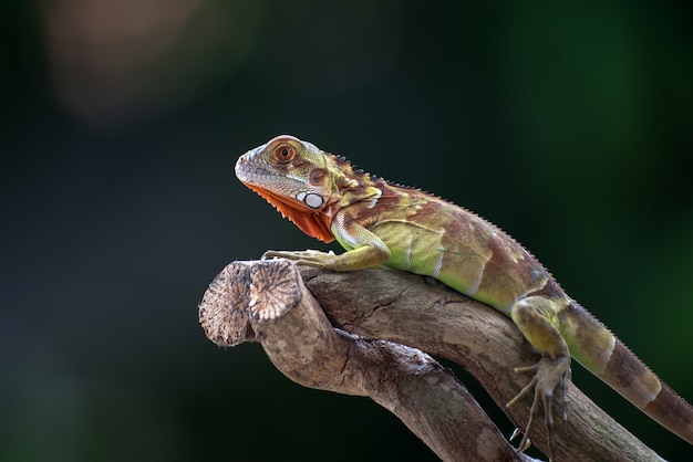 Iguana roja en la rama de un árbol