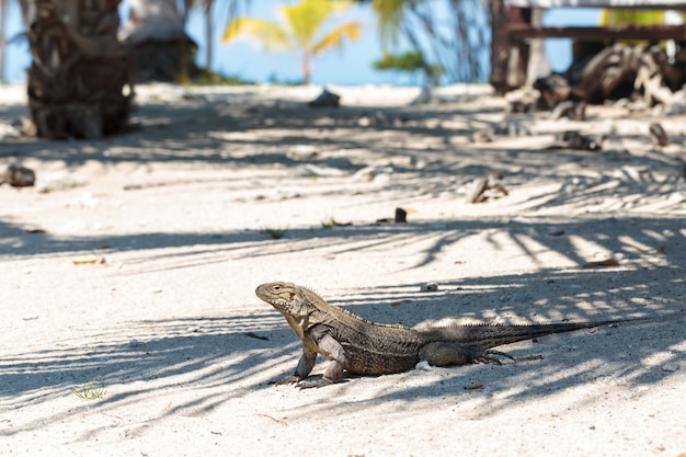 Iguana Salvaje, Cuba