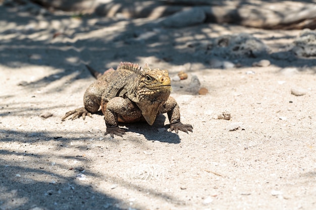 Iguana Salvaje, Cuba