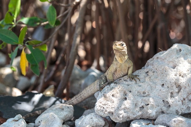 Iguana selvagem, Cuba