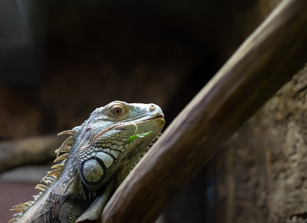 Iguana sentada em um galho olhando para a câmera