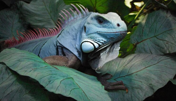 Una iguana sentada en una hoja