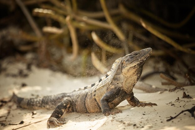 Iguana se sienta en la arena de la playa cerca del arbusto Cancún México