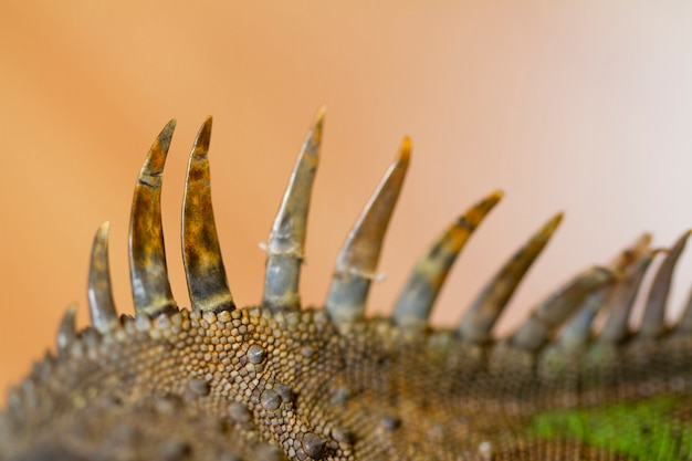 Iguana stach zurück