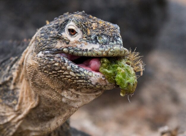 Iguana terrestre está comendo cacto