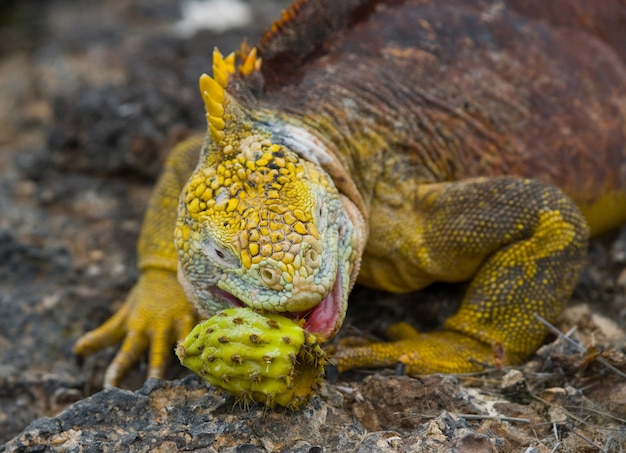 La iguana terrestre está comiendo cactus