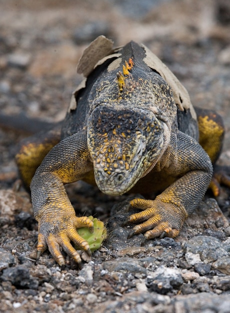 La iguana terrestre está comiendo cactus