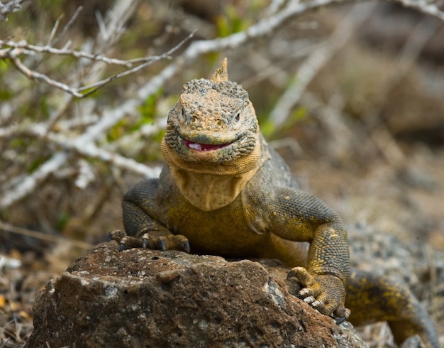 La iguana terrestre está sentada en las rocas