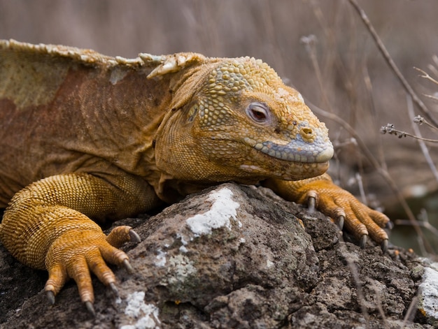 La iguana terrestre está sentada en las rocas