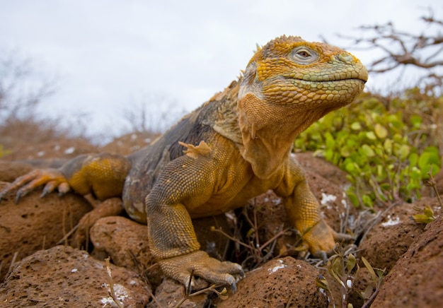 La iguana terrestre está sentada en las rocas