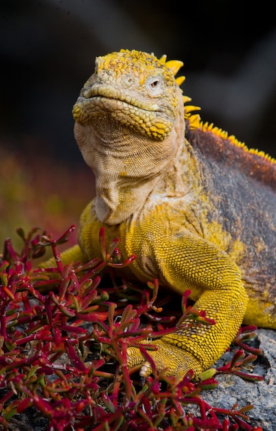 Foto la iguana terrestre está sentada en las rocas