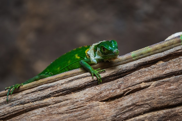 Iguana verde antillana menor (Iguana delicatissima)